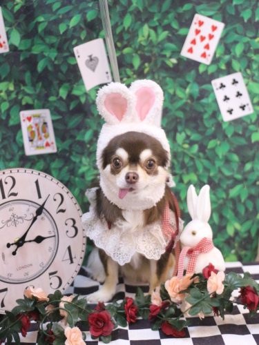 20250426ルアちゃん